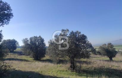 İzmir Bergama Zeytindağ'da Liman Bölgesi Satılık Fırsat Zeytinlik