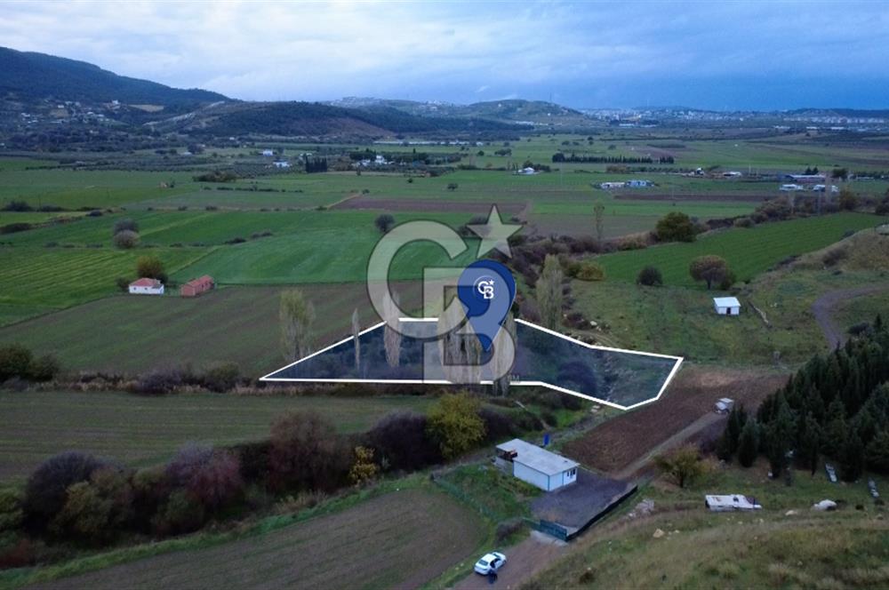 CB ODAKTAN ALİAG GÜZELHİSARDA SATLIK ZEYTİNLİK