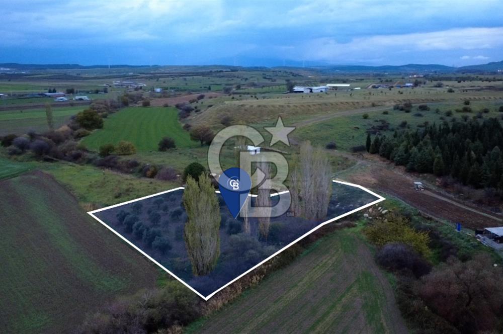 CB ODAKTAN ALİAG GÜZELHİSARDA SATLIK ZEYTİNLİK
