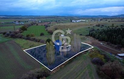 CB ODAKTAN ALİAG GÜZELHİSARDA SATLIK ZEYTİNLİK