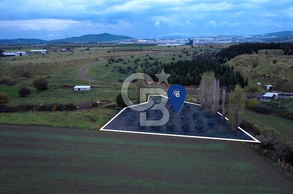 CB ODAKTAN ALİAG GÜZELHİSARDA SATLIK ZEYTİNLİK