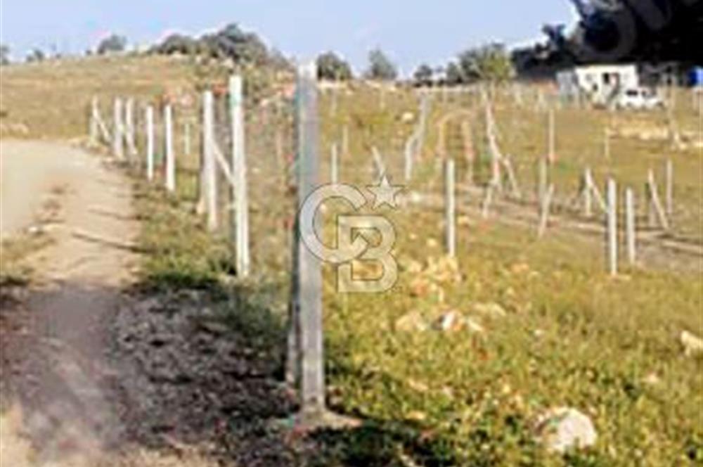 Damlacıkta tel örgü çevrili satılık parseller