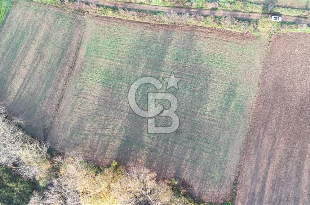 ÇANAKKALE, BİGA, ÇINARDERE KÖYÜ, SATILIK TARLA