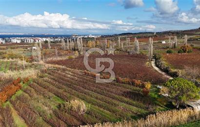 ÇANAKKALE, LAPSEKİ, GAZİ SÜLEYMAN PAŞA, SATILIK TARLA