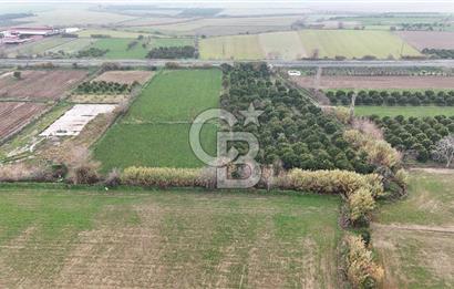 Pamukörende Ana Yola 80m Cepheli Yatırıma Uygun 16.216 m2 Arazi