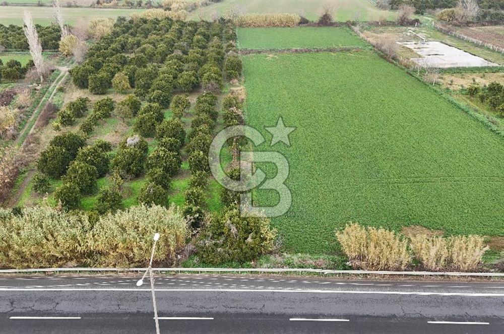 Pamukörende Ana Yola 80m Cepheli Yatırıma Uygun 16.216 m2 Arazi