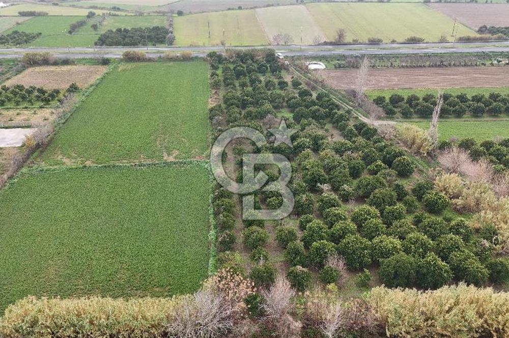 Pamukörende Ana Yola 80m Cepheli Yatırıma Uygun 16.216 m2 Arazi