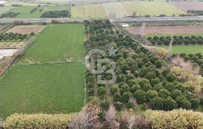 Pamukörende Ana Yola 80m Cepheli Yatırıma Uygun 16.216 m2 Arazi