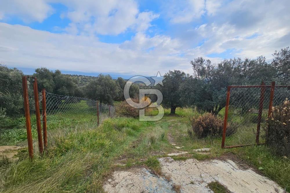 AYVALIK GAZİKEMALPAŞA' da 6 Dönüm Satılık Zeytinlik 