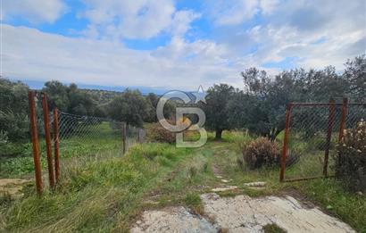 AYVALIK GAZİKEMALPAŞA' da 6 Dönüm Satılık Zeytinlik 