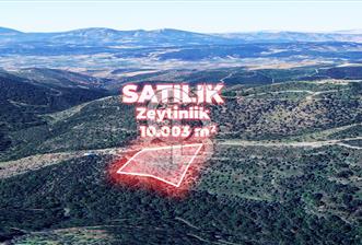 İzmir Seferihisar Gölcük 10.003 m² Satılık Zeytinlik - 1 - 324212