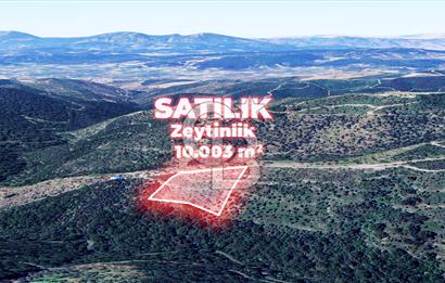 İzmir Seferihisar Gölcük 10.003 m² Satılık Zeytinlik