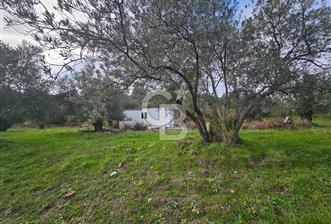 AYVALIK GAZİKEMALPAŞA' da 6 Dönüm Satılık Zeytinlik  - 1 - 324225