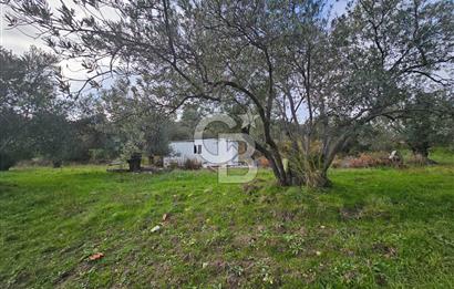 AYVALIK GAZİKEMALPAŞA' da 6 Dönüm Satılık Zeytinlik 