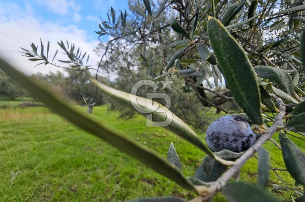 AYVALIK GAZİKEMALPAŞA' da 6 Dönüm Satılık Zeytinlik 