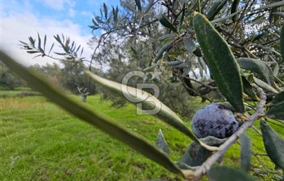 AYVALIK GAZİKEMALPAŞA' da 6 Dönüm Satılık Zeytinlik 