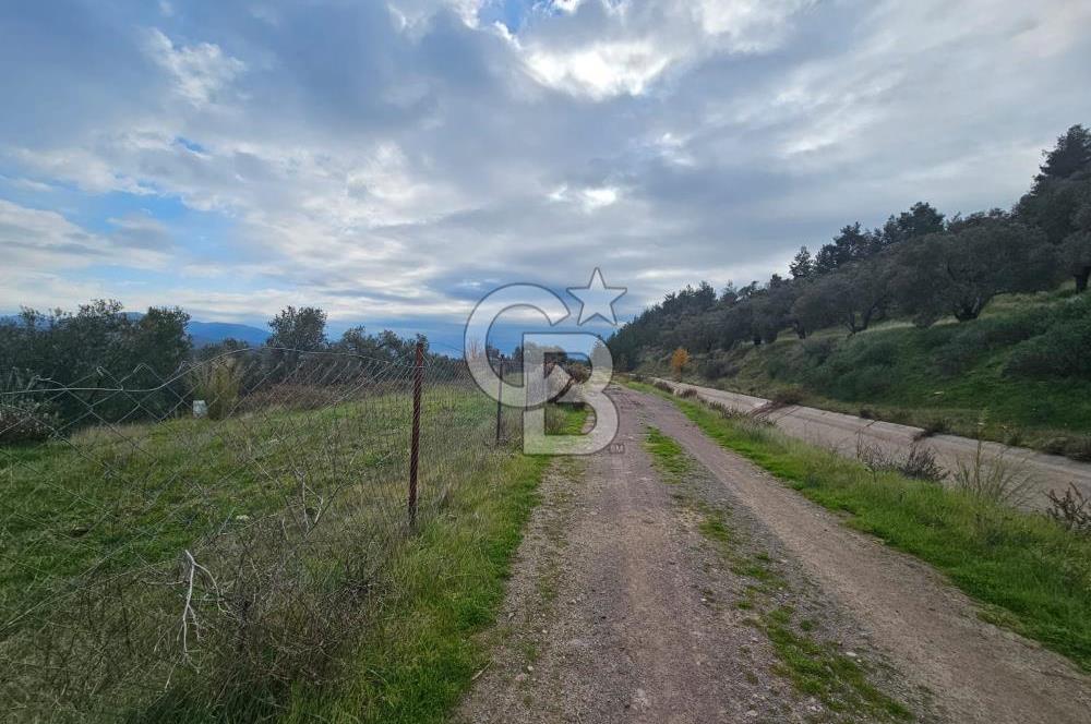 AYVALIK GAZİKEMALPAŞA' da 6 Dönüm Satılık Zeytinlik 