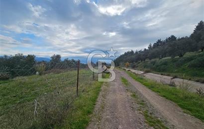 AYVALIK GAZİKEMALPAŞA' da 6 Dönüm Satılık Zeytinlik 