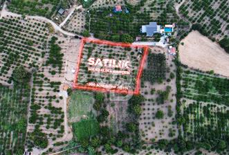 İzmir Seferisihar Ulamış 4.915 m² Satılık Mandalina Bahçesi - 9 - 324211