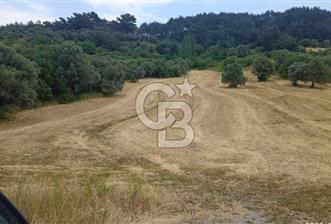 KEMALPAŞA YUKARİKİZİLCA SATILIK ZEYTİNLİ TARLA 35707m2 - 4 - 290799