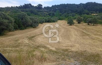 KEMALPAŞA YUKARİKİZİLCA SATILIK ZEYTİNLİ TARLA 35707m2