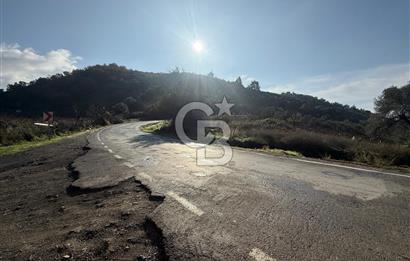 İzmir Seferihisar Beyler Köyü’nde Asfalta Sıfır, 80 Metre Cepheli Zeytinlik