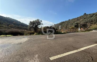 İzmir Seferihisar Beyler Köyü’nde Asfalta Sıfır, 80 Metre Cepheli Zeytinlik