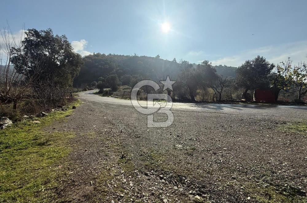 İzmir Seferihisar Beyler Köyü’nde Asfalta Sıfır, 80 Metre Cepheli Zeytinlik