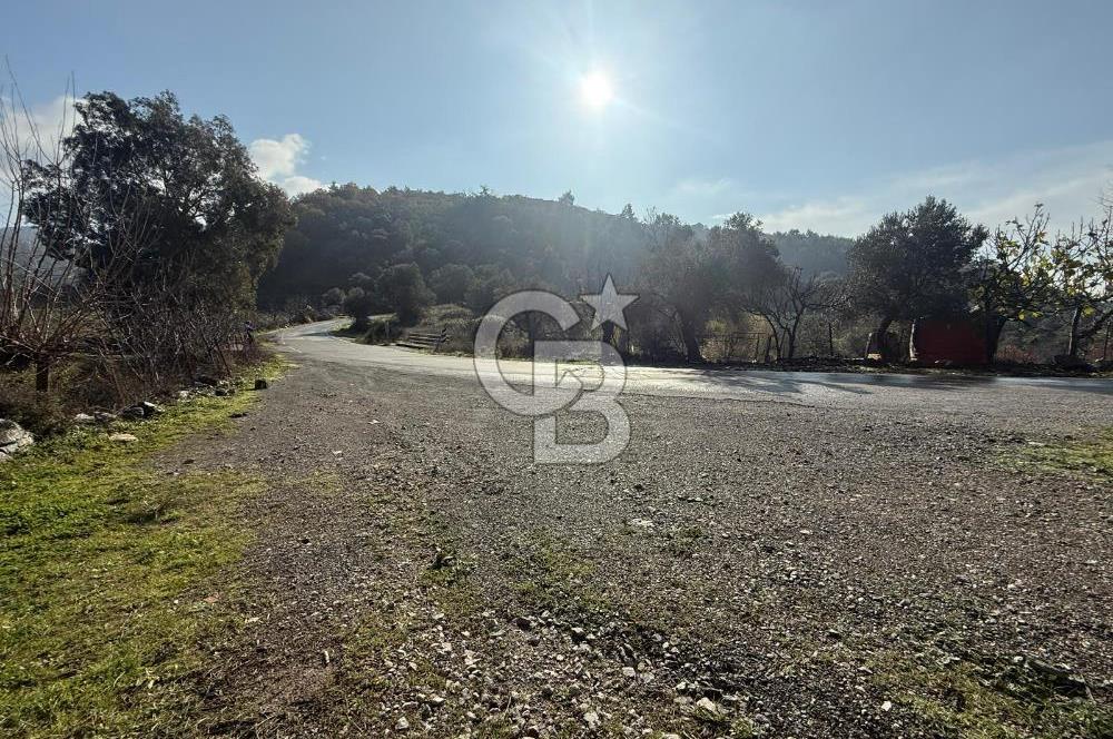 İzmir Seferihisar Beyler Köyü’nde Asfalta Sıfır, 80 Metre Cepheli Zeytinlik