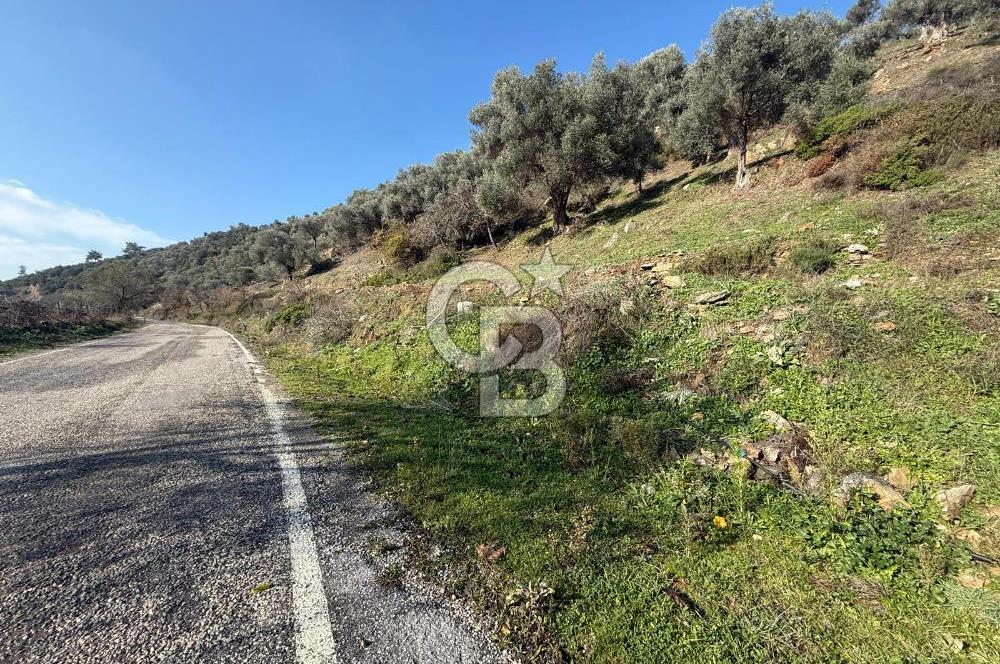 İzmir Seferihisar Beyler Köyü’nde Asfalta Sıfır, 80 Metre Cepheli Zeytinlik