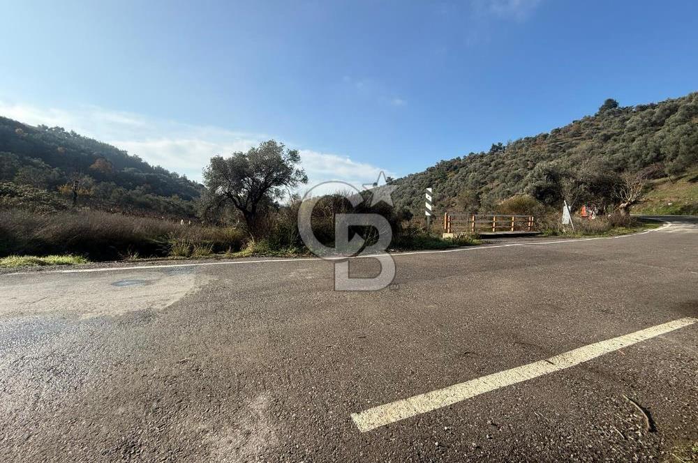 İzmir Seferihisar Beyler Köyü’nde Asfalta Sıfır, 80 Metre Cepheli Zeytinlik