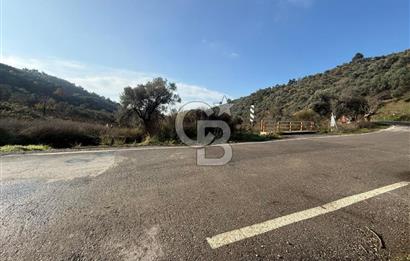 İzmir Seferihisar Beyler Köyü’nde Asfalta Sıfır, 80 Metre Cepheli Zeytinlik