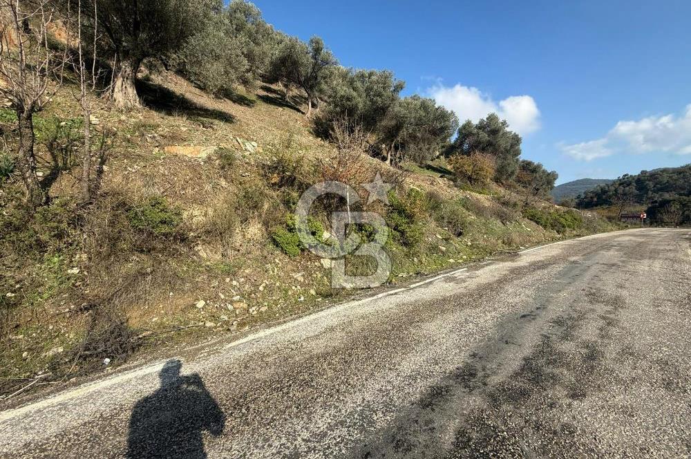 İzmir Seferihisar Beyler Köyü’nde Asfalta Sıfır, 80 Metre Cepheli Zeytinlik