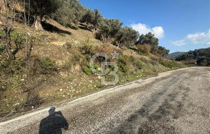 İzmir Seferihisar Beyler Köyü’nde Asfalta Sıfır, 80 Metre Cepheli Zeytinlik