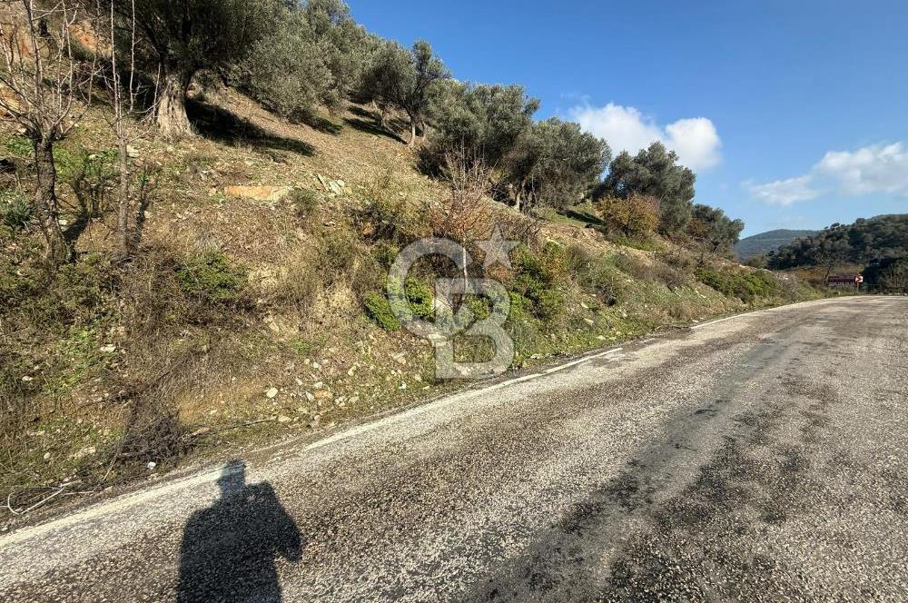 İzmir Seferihisar Beyler Köyü’nde Asfalta Sıfır, 80 Metre Cepheli Zeytinlik