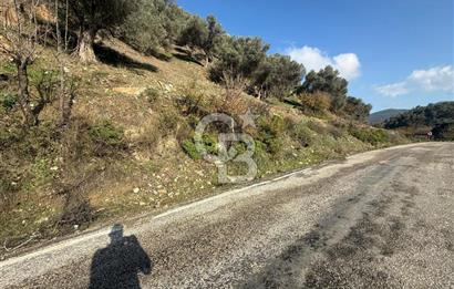 İzmir Seferihisar Beyler Köyü’nde Asfalta Sıfır, 80 Metre Cepheli Zeytinlik