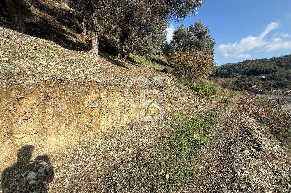 İzmir Seferihisar Beyler Köyü’nde Asfalta Sıfır, 80 Metre Cepheli Zeytinlik