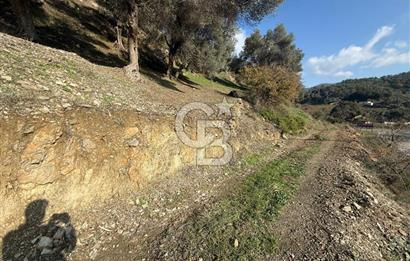 İzmir Seferihisar Beyler Köyü’nde Asfalta Sıfır, 80 Metre Cepheli Zeytinlik