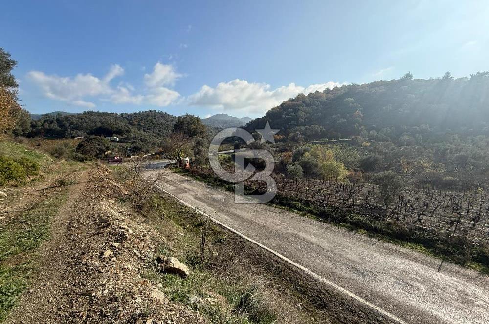 İzmir Seferihisar Beyler Köyü’nde Asfalta Sıfır, 80 Metre Cepheli Zeytinlik