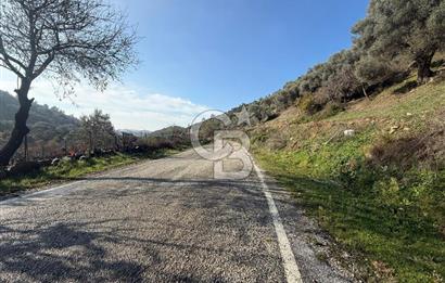 İzmir Seferihisar Beyler Köyü’nde Asfalta Sıfır, 80 Metre Cepheli Zeytinlik