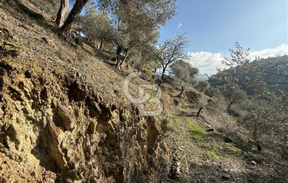 İzmir Seferihisar Beyler Köyü’nde Asfalta Sıfır, 80 Metre Cepheli Zeytinlik