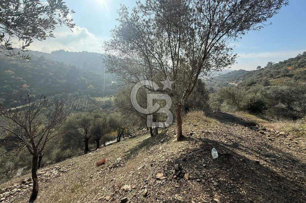 İzmir Seferihisar Beyler Köyü’nde Asfalta Sıfır, 80 Metre Cepheli Zeytinlik