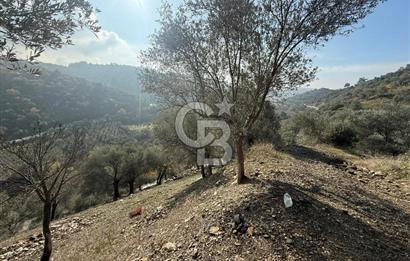 İzmir Seferihisar Beyler Köyü’nde Asfalta Sıfır, 80 Metre Cepheli Zeytinlik