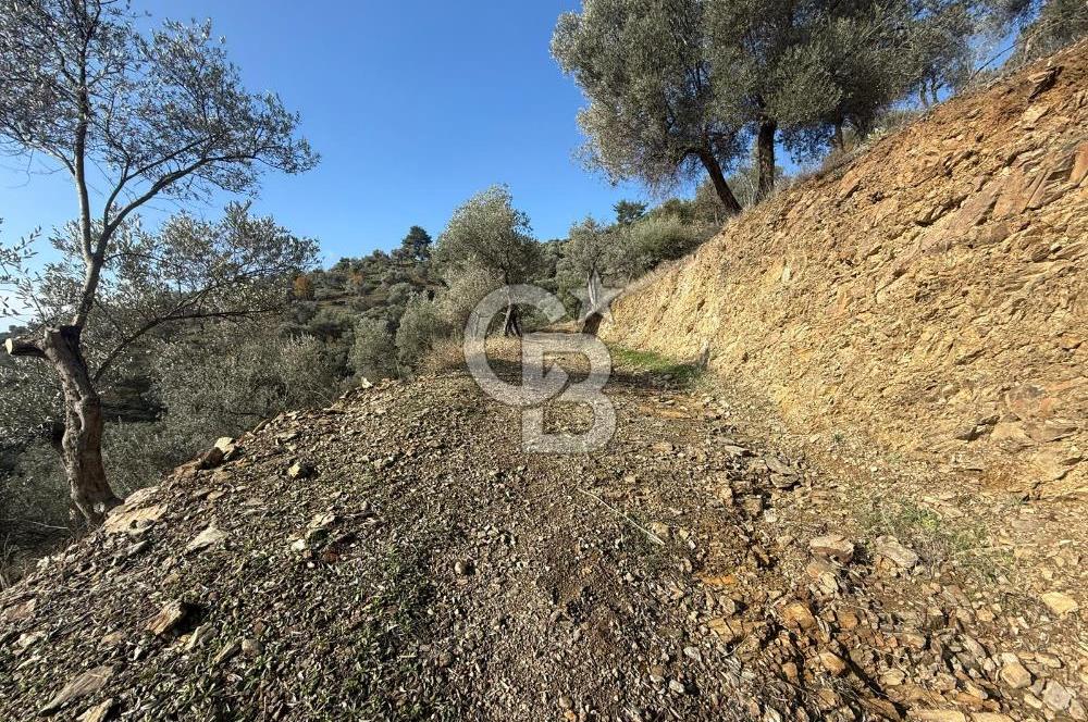 İzmir Seferihisar Beyler Köyü’nde Asfalta Sıfır, 80 Metre Cepheli Zeytinlik