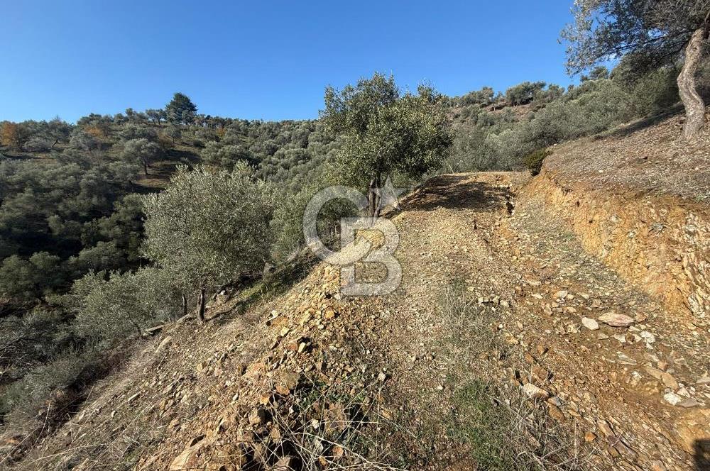 İzmir Seferihisar Beyler Köyü’nde Asfalta Sıfır, 80 Metre Cepheli Zeytinlik