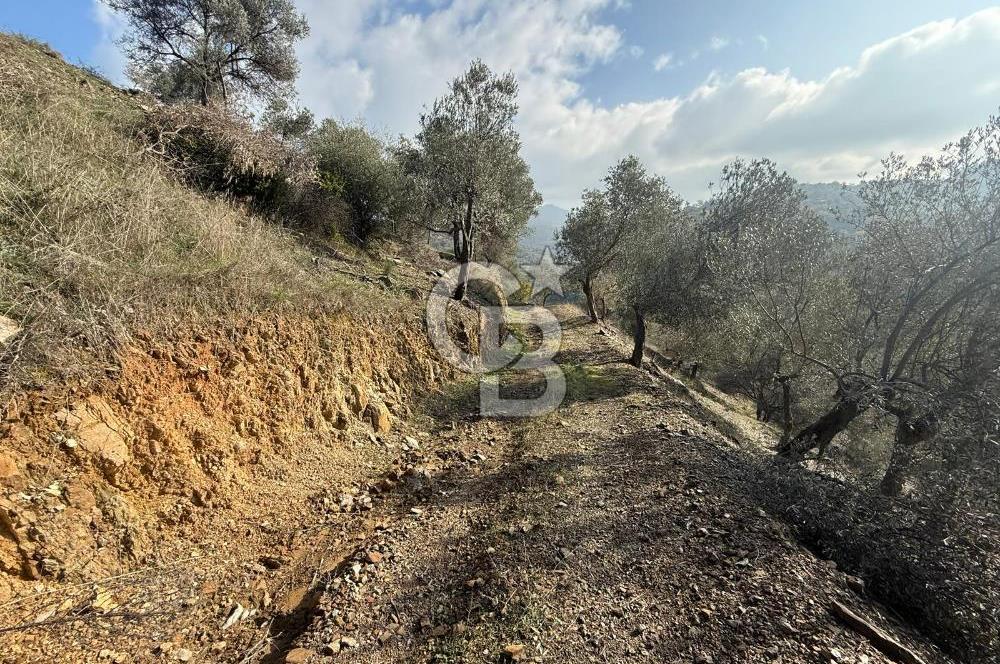 İzmir Seferihisar Beyler Köyü’nde Asfalta Sıfır, 80 Metre Cepheli Zeytinlik