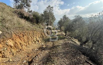 İzmir Seferihisar Beyler Köyü’nde Asfalta Sıfır, 80 Metre Cepheli Zeytinlik