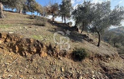 İzmir Seferihisar Beyler Köyü’nde Asfalta Sıfır, 80 Metre Cepheli Zeytinlik