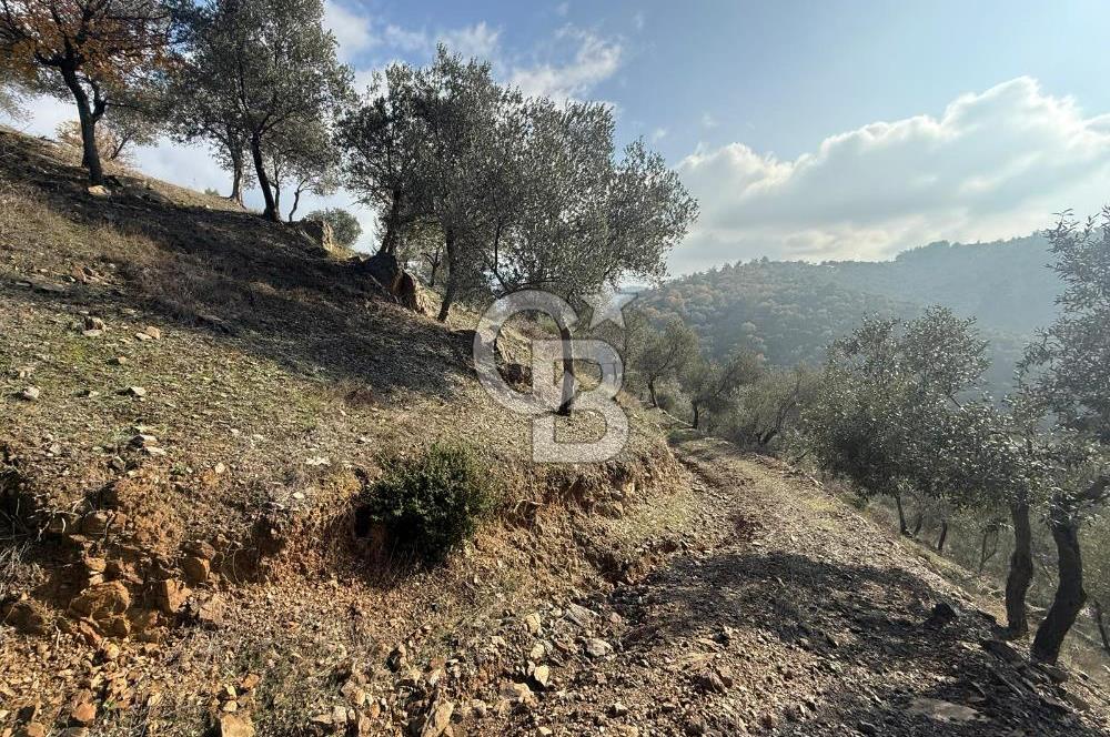 İzmir Seferihisar Beyler Köyü’nde Asfalta Sıfır, 80 Metre Cepheli Zeytinlik