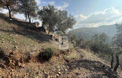 İzmir Seferihisar Beyler Köyü’nde Asfalta Sıfır, 80 Metre Cepheli Zeytinlik